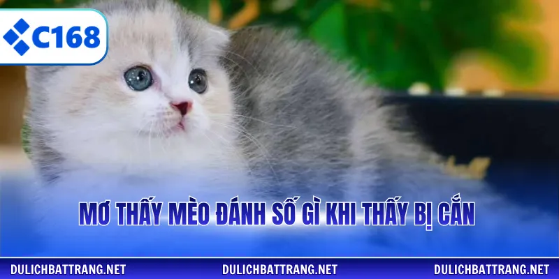 Mơ thấy mèo đánh số gì khi thấy bị cắn